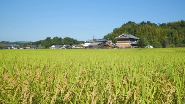 Outono Arroz Bem Cultivado Antes Colheita — Vídeo de Stock