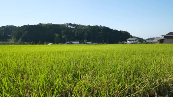 Φθινόπωρο Καλά Καλλιεργημένο Ρύζι Πριν Από Συγκομιδή — Αρχείο Βίντεο