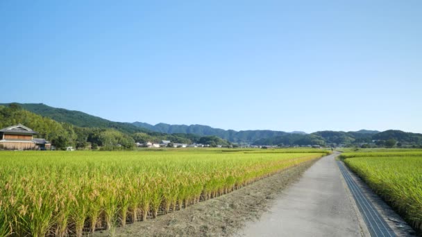 Αγροτεμάχια Ρυζιού Σούρουπο Φθινόπωρο Ρύζι Συγκομιδής Και Ένας Δρόμος — Αρχείο Βίντεο