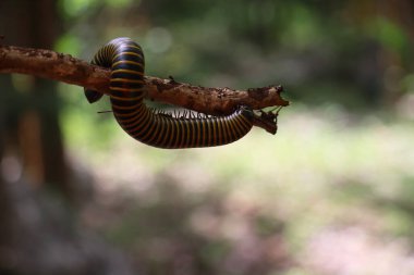 Bir ağaç dalında çoğal