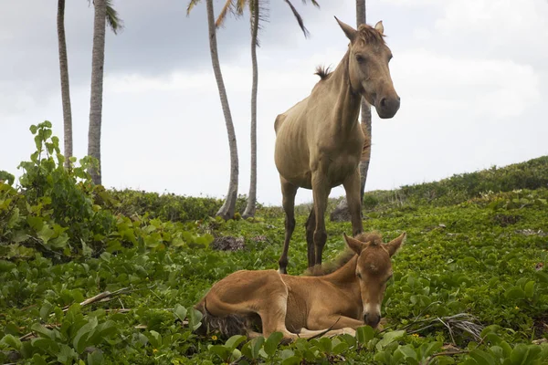 Horse Foal Green Tropical Grass Meadow Palms — Stok fotoğraf