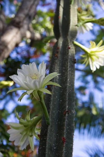 Кактус Цвітіння Тропічному Лісі Зелена Рослина Білі Квіти Блакитне Небо — стокове фото