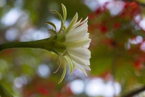 Tropikal ormanda açan kaktüs, yeşil bitki, beyaz çiçekler, mavi gökyüzü.
