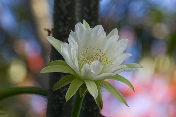 Tropikal ormanda açan kaktüs, yeşil bitki, beyaz çiçekler, mavi gökyüzü.