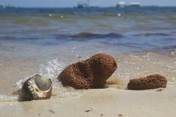Sahilde bir mercan kabuğu, arkada deniz dalgaları ve gemiler.