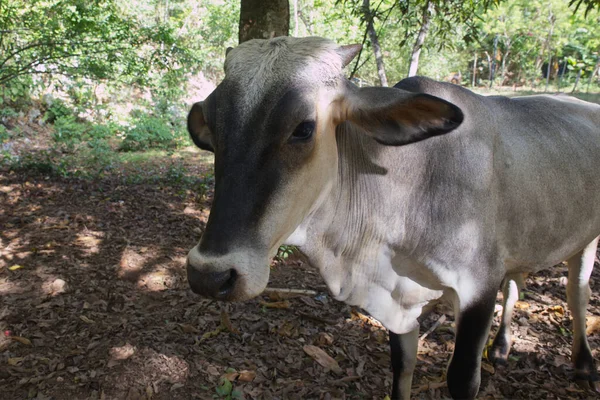 Cow Farm Forest Background — Fotografia de Stock