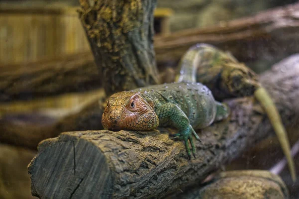 Ağaç kütüğünde yatan Kuzey kayman kertenkelesi (Dracaena guianensis)