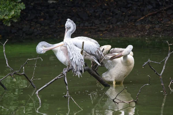Yeşil suda tüylerini temizleyen üç pelikan, arka planda karanlık nehir kıyıları.