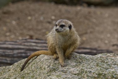 Çölde nöbet tutan mirket (suricate)