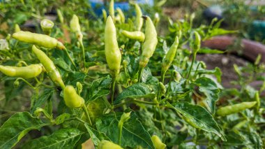 Olgun kırmızı ve yeşil meyveli çok verimli biber tarlaları plastik gübreyle tarlalara ekildi.