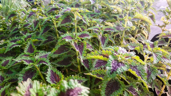 Purple green leaves background of Plectranthus scutellarioides plant. Creative layout made purple green leaf. Nature concept