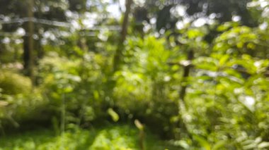 Yeşil bokeh, doğal ormanın arka planında yer almıyor. Bulanık yeşil bahçe, bahçe arka planı, bokeh ışıklı arka planı olan doğa ağacı bulanıklığı bahar ve yaz aylarında Görüntü Doğa Parkı. Berau, Endonezya. 022 Haziran 2022