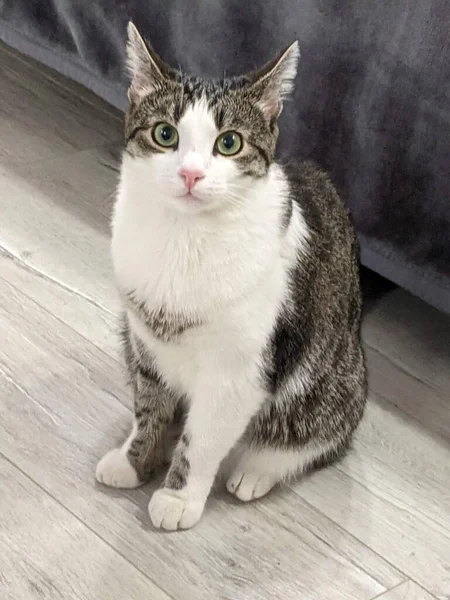 sebze salatası, sebze ve otlar