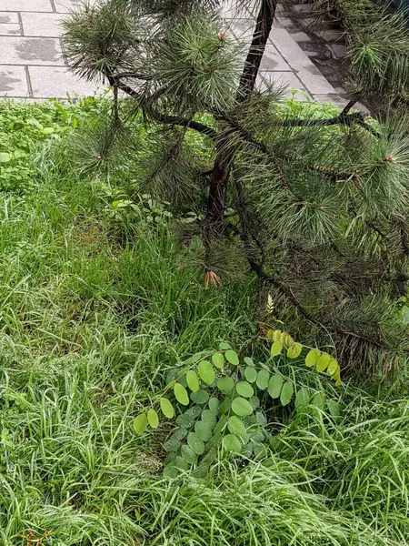 Zielone Liście Ogrodzie — Zdjęcie stockowe