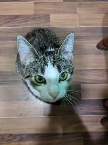 Portrait Cute Cat — Stock Photo, Image