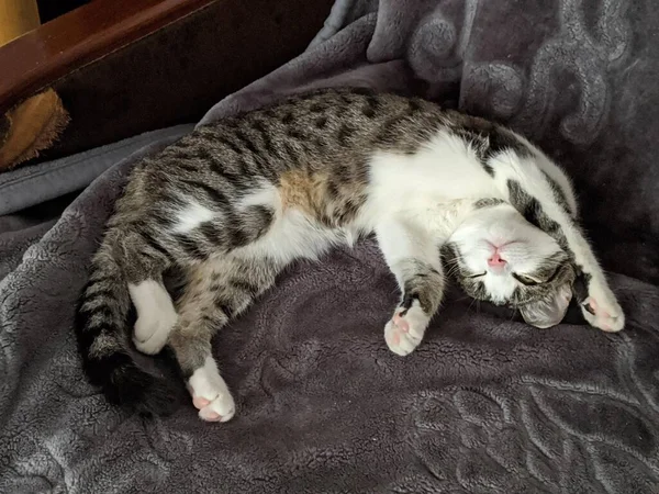 Милий Кіт Спить Ліжку — стокове фото