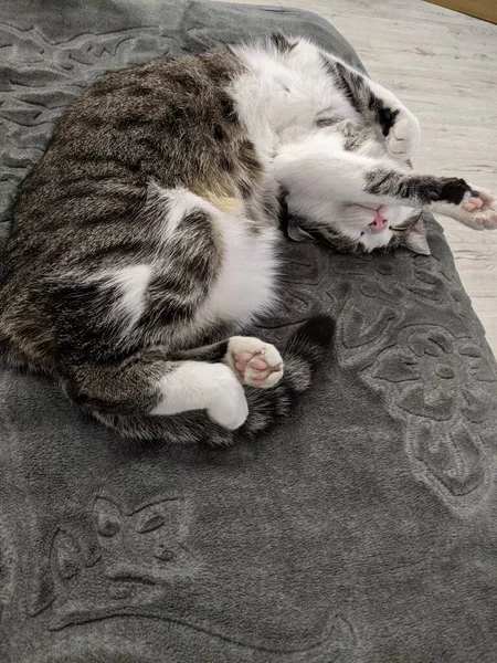 Cute Cat Sleeping Floor — Stock Photo, Image