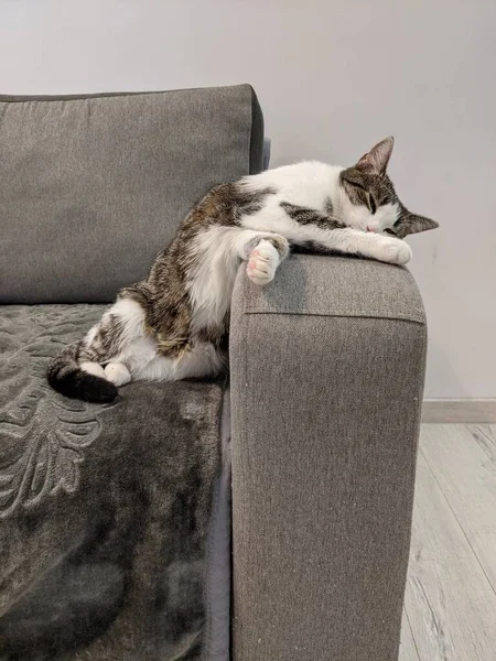 Katze Liegt Hause Auf Sofa — Stockfoto