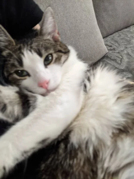 ソファの上の猫 — ストック写真