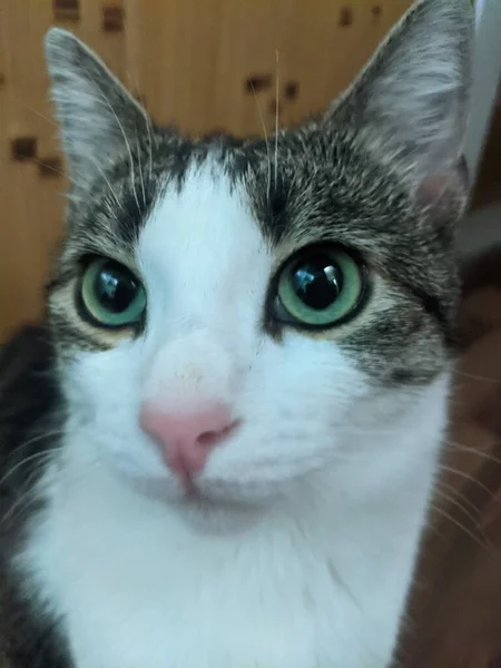 Retrato Gato Bonito — Fotografia de Stock