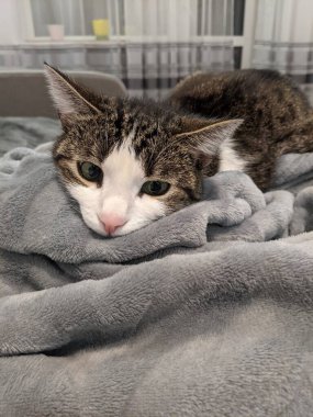 Sevimli kedi kanepede yatıyor.