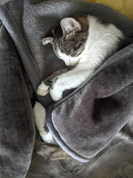 Aranyos Macska Alszik Ágyon — Stock Fotó