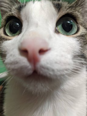 Şirin bir kedinin portresi