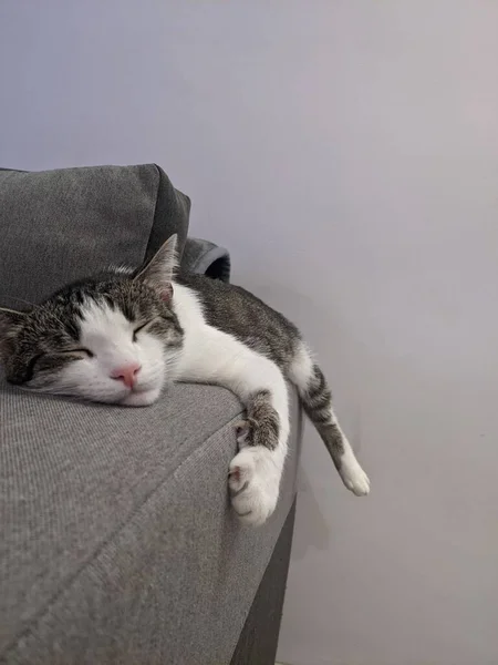 Cat Floor — Stock Photo, Image