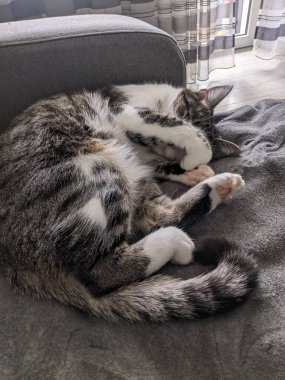 Mumlu ve şekerli Noel pastası