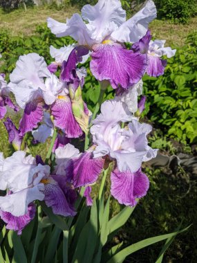 Bahçedeki güzel çiçekler