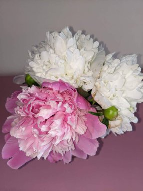 Beyaz arka planda vazoda güzel şakayık çiçekleri.