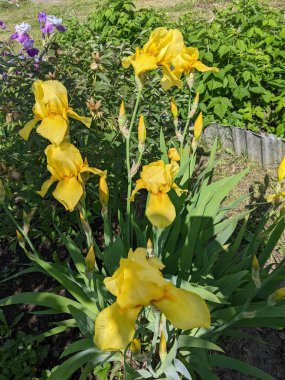 Bahçedeki güzel sarı çiçekler