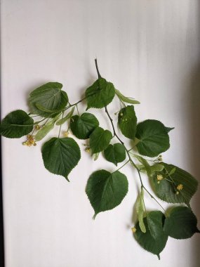 beyaz arkaplanda yeşil yapraklar