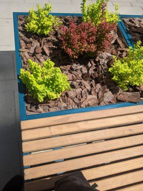 Mumlu ve şekerli Noel pastası