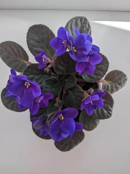 ポットの中の美しい紫色の蘭の花 — ストック写真