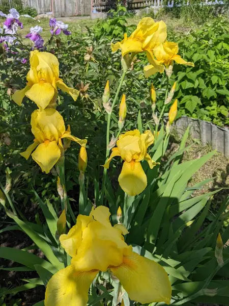 Piękne Żółto Białe Tulipany Ogrodzie — Zdjęcie stockowe