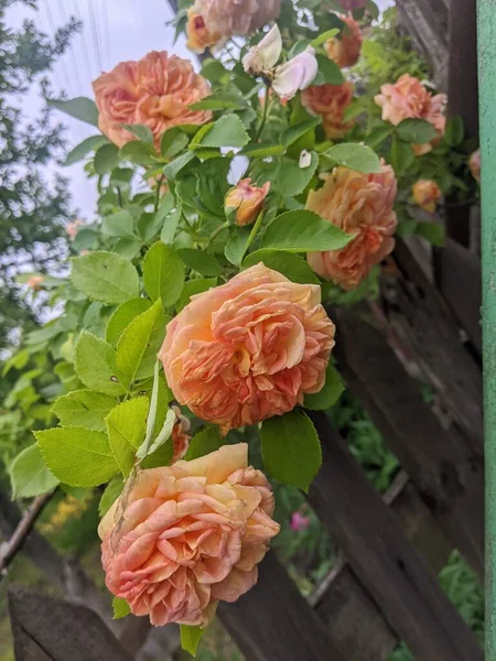 Flores Bonitas Jardim — Fotografia de Stock