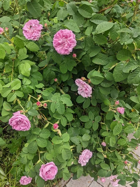 Belles Roses Roses Dans Jardin — Photo