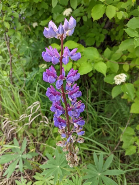 庭の美しい紫色の花 — ストック写真