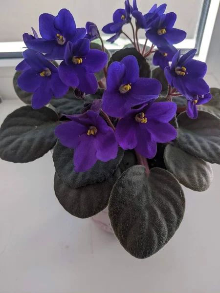 ポットの中の美しい紫色の蘭の花 — ストック写真