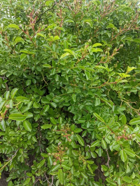Zielone Liście Drzewa Ogrodzie — Zdjęcie stockowe