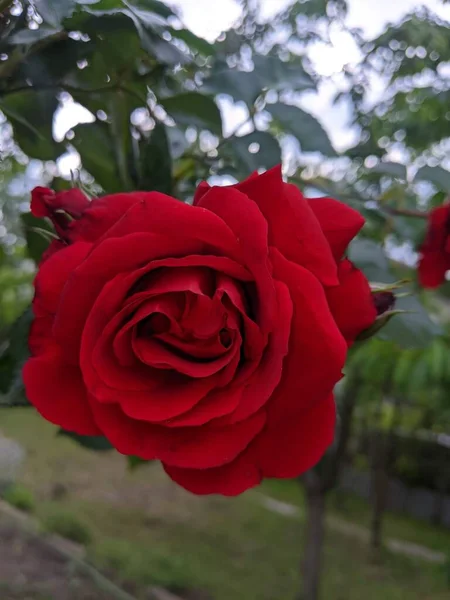 Rose Rouge Dans Jardin — Photo