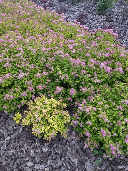 Belles Fleurs Dans Jardin — Photo