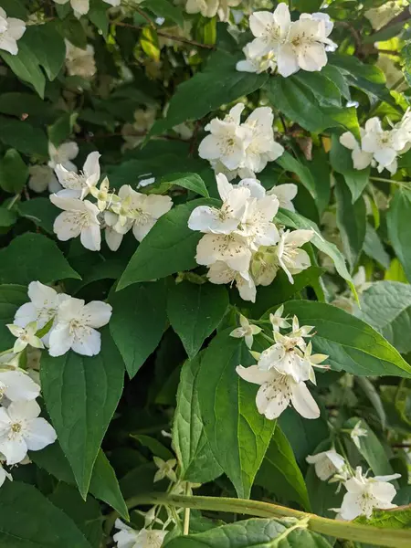 Piękne Białe Kwiaty Jabłoni — Zdjęcie stockowe