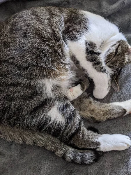 Γάτα Ξαπλωμένη Στο Πάτωμα — Φωτογραφία Αρχείου