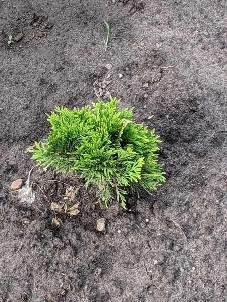 Gros Plan Jeunes Plantes Sèches — Photo