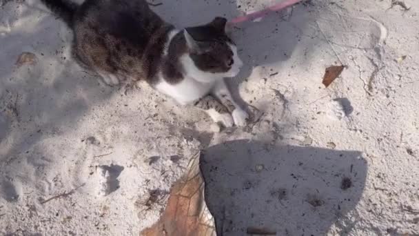 Cute Cat Playing Sand — стоковое видео