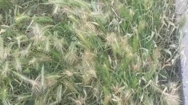 Green grass in the field at windy day.