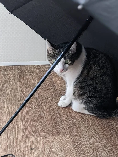 Beautiful Cat Sits Umbrella — стоковое фото