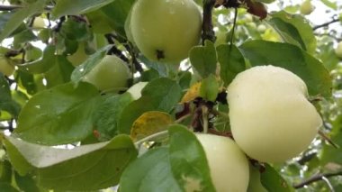 fresh green apple on a tree in the garden